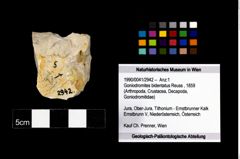 Foto (Objekt + Etikett) von Goniodromites bidentatus (Reuss, 1859)  (NHMW-GEO-1990-0041-2942)